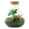 DIY terrarium - Sammie Coffea + Rake + Shovel + Tweezer