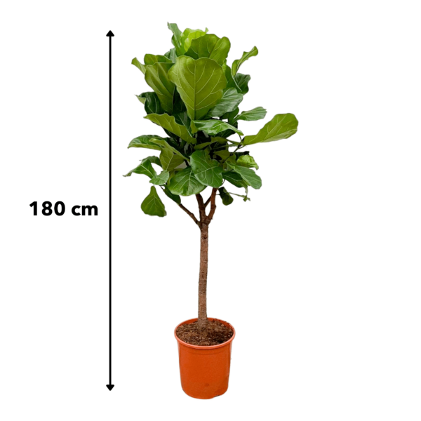 thumbnail_6000-4060.png Ficus Lyrata boom