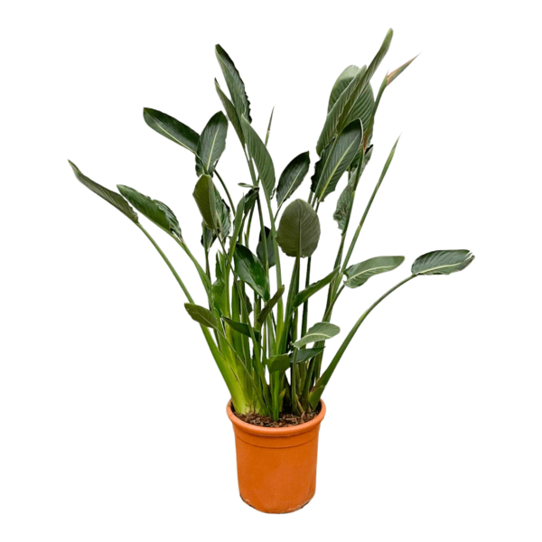 thumbnail_6000-4069.png Strelitzia Reginae XL