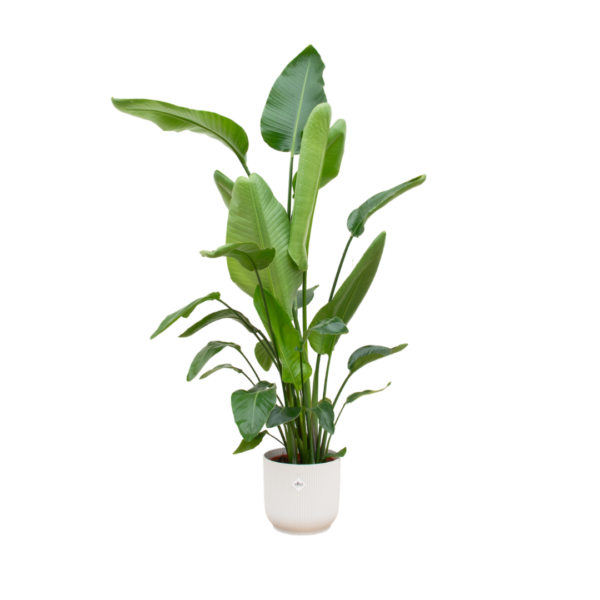 thumbnail_6000-4070.png Strelitzia Nicolai inclusief elho Vibes Fold Round wit
