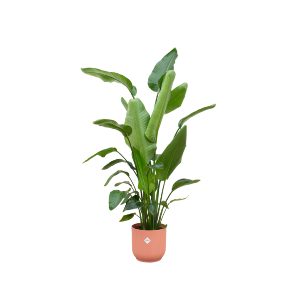 thumbnail_6000-4071.png Strelitzia Nicolai inclusief elho Vibes Fold Round roze