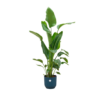 Strelitzia Nicolai inclusief elho Vibes Fold Round blauw
