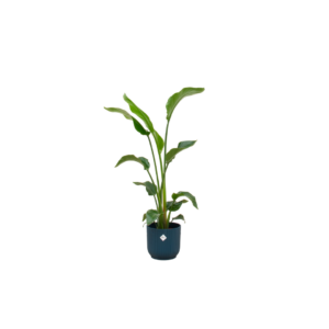 Strelitzia Nicolai inclusief elho Vibes Fold Round blauw