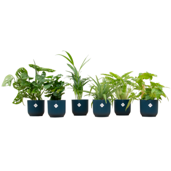 thumbnail_6000-4102.png Planten inclusief elho Vibes Fold Round blauw | 6 stuks