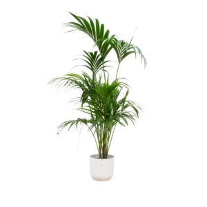 thumbnail_6000-4106.png Kentia palm inclusief elho Vibes Fold Round wit