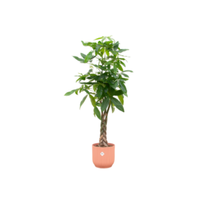 Pachira Aquatica inclusief elho Vibes Fold Round roze
