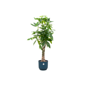 Pachira Aquatica inclusief elho Vibes Fold Round blauw