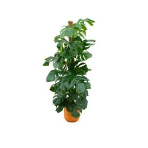 thumbnail_6000-4188.png Monstera Pertusum XL inclusief elho Jazz Round geel