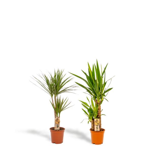 thumbnail_6000-4447.png Dracaena & Yucca