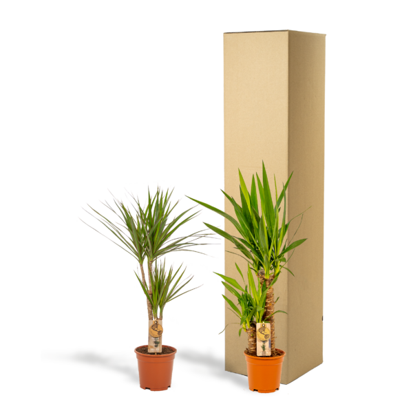 thumbnail_6000-4450.png Dracaena & Yucca