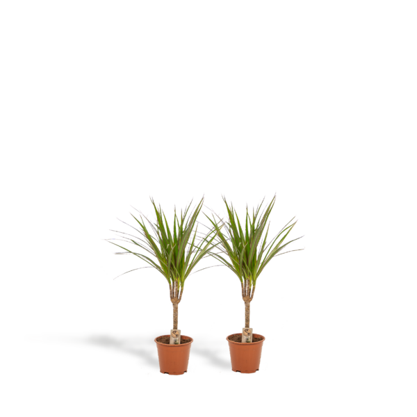 thumbnail_6000-4451.png Dracaena