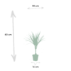 Dracaena