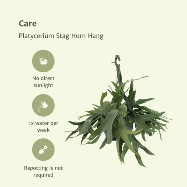 thumbnail_6000-4476.png Platycerium Hertshoorn Hang