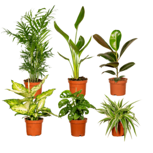 Verrassingsbox - 6 diverse kamerplanten