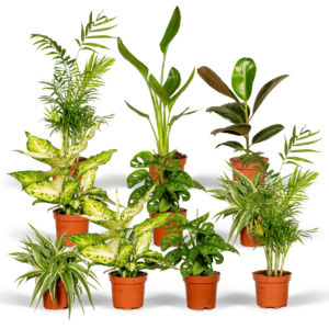 Verrassingsbox - 10 diverse kamerplanten