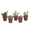 Vetplanten mix | 5 stuks