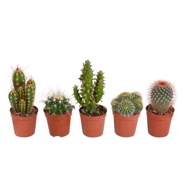 thumbnail_6000-4630.png Cactus mix | 5 stuks