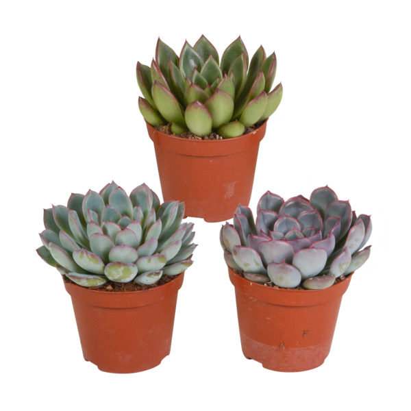 thumbnail_6000-4636.png Echeveria mix | 3 stuks