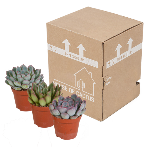thumbnail_6000-4638.png Echeveria mix | 3 stuks