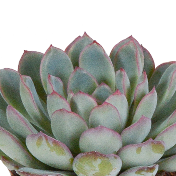 thumbnail_6000-4639.png Echeveria mix | 3 stuks