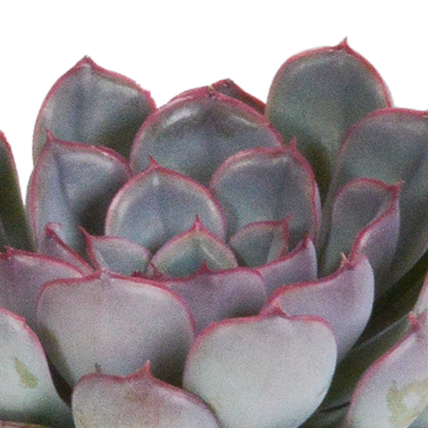 thumbnail_6000-4640.png Echeveria mix | 3 stuks