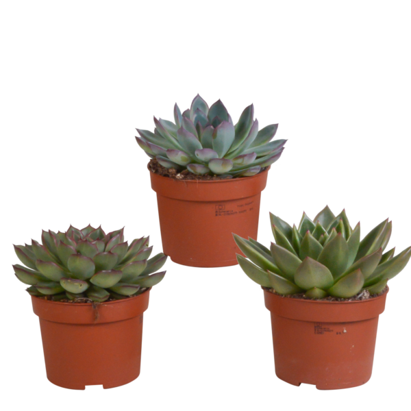 thumbnail_6000-4641.png Echeveria mix | 3 stuks