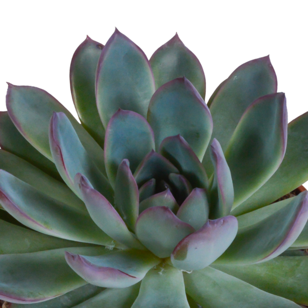 thumbnail_6000-4644.png Echeveria mix | 3 stuks
