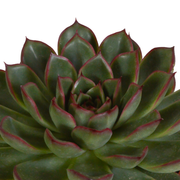 thumbnail_6000-4645.png Echeveria mix | 3 stuks