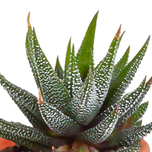 thumbnail_6000-4652.png Cactus en vetplanten mix | 15 stuks