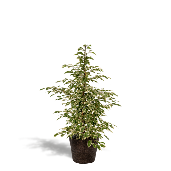 thumbnail_6000-4733.png Ficus benjamina Twilight met mand Igmar