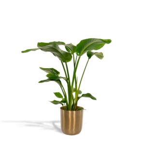 Strelitzia Nicolaid met Pot Mayk Lead