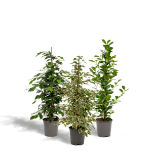 Ficus Benjamina Danielle & Ficus Benjamina Twilight & Ficus Microcarpa Moclame