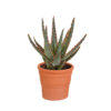 Aloë Zebrina Dannyz in terracotta pot