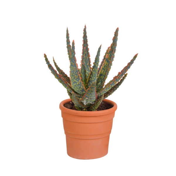 thumbnail_6000-4875.png Aloë Zebrina Dannyz in terracotta pot