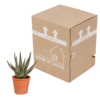 Aloë Zebrina Dannyz in terracotta pot