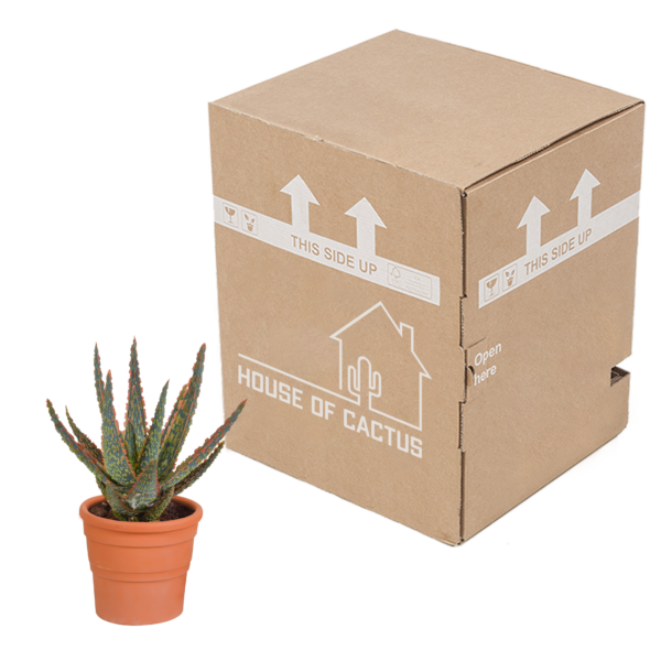 thumbnail_6000-4878.png Aloë Zebrina Dannyz in terracotta pot