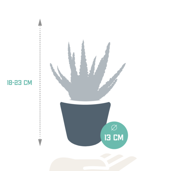 thumbnail_6000-4880.png Aloë Zebrina Dannyz in witte pot