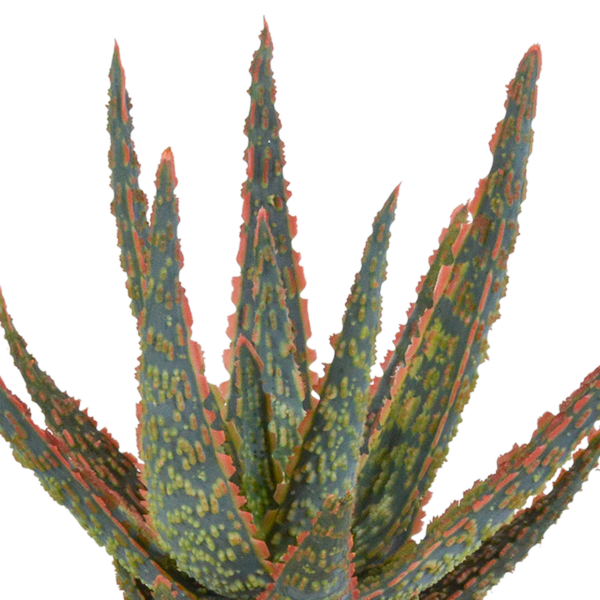 thumbnail_6000-4882.png Aloë Zebrina Dannyz in witte pot