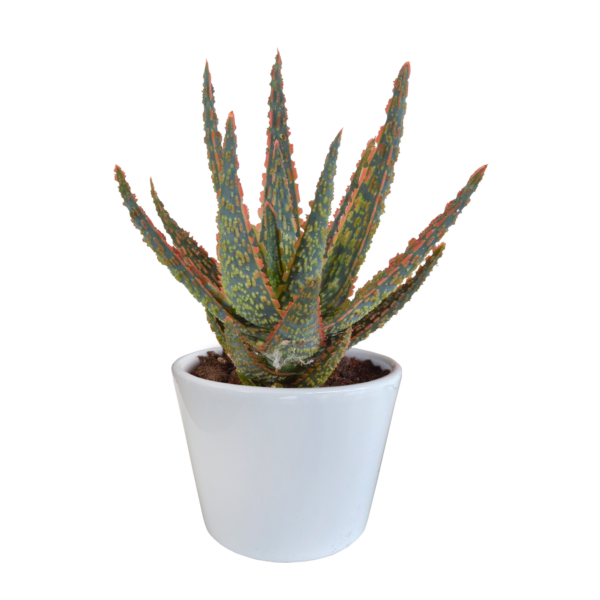 thumbnail_6000-4883.png Aloë Zebrina Dannyz in witte pot