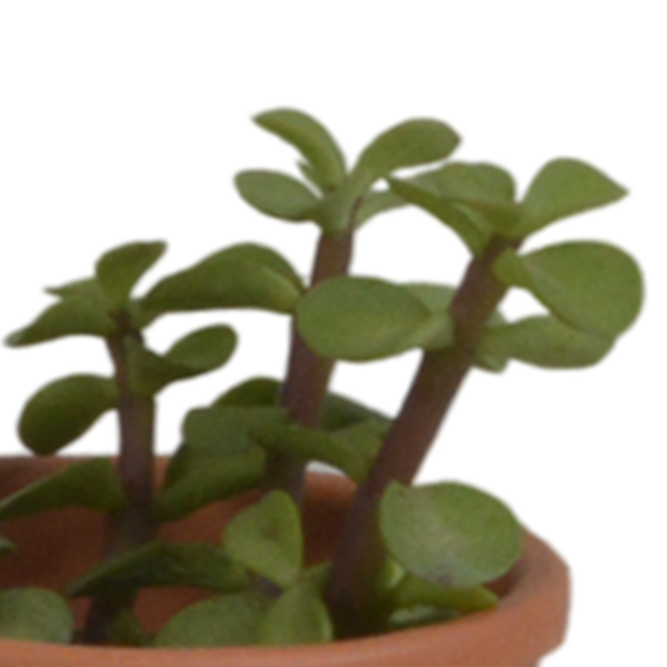 thumbnail_6000-4922.png Vetplanten mix in terracotta pot | 5 stuks
