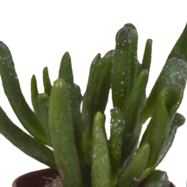 thumbnail_6000-4938.png Vetplanten mix in witte pot | 5 stuks