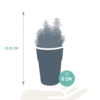 Cactus mix in gekleurde plasticpot | 5 stuks