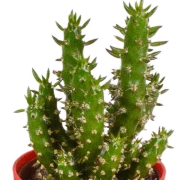 thumbnail_6000-4955.png Cactus mix in gekleurde plasticpot | 5 stuks