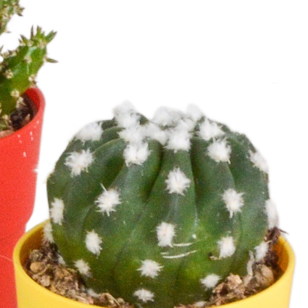 thumbnail_6000-4956.png Cactus mix in gekleurde plasticpot | 5 stuks