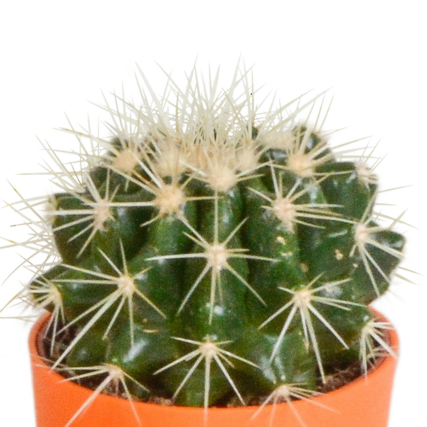thumbnail_6000-4957.png Cactus mix in gekleurde plasticpot | 5 stuks