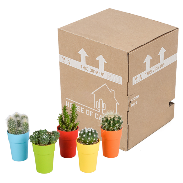 thumbnail_6000-4958.png Cactus mix in gekleurde plasticpot | 5 stuks