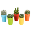 Cactus mix in gekleurde plasticpot | 5 stuks