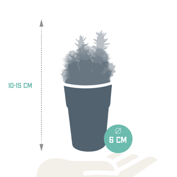 thumbnail_6000-4960.png Cactus mix in gekleurde plasticpot | 5 stuks