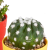 Cactus mix in gekleurde plasticpot | 5 stuks