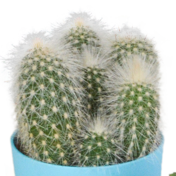 thumbnail_6000-4965.png Cactus mix in gekleurde plasticpot | 5 stuks